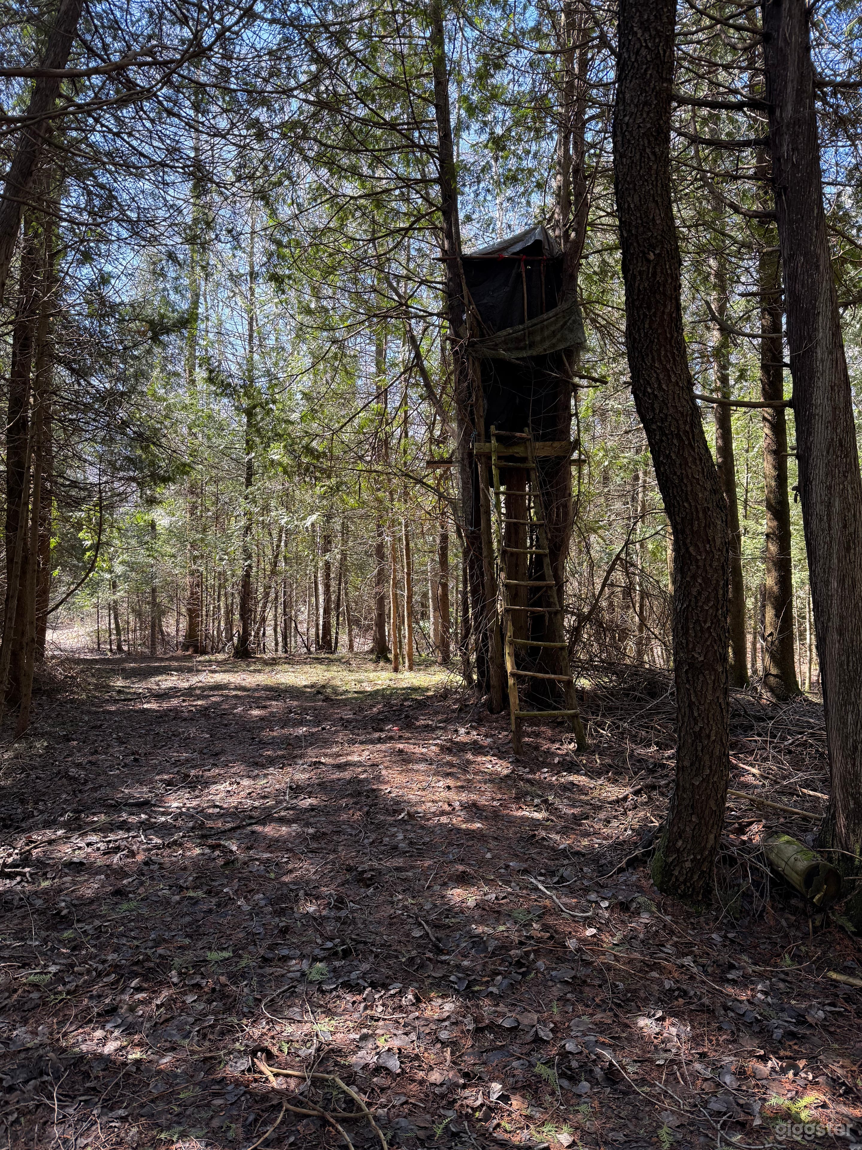50 acres of woods and open space Photo 3