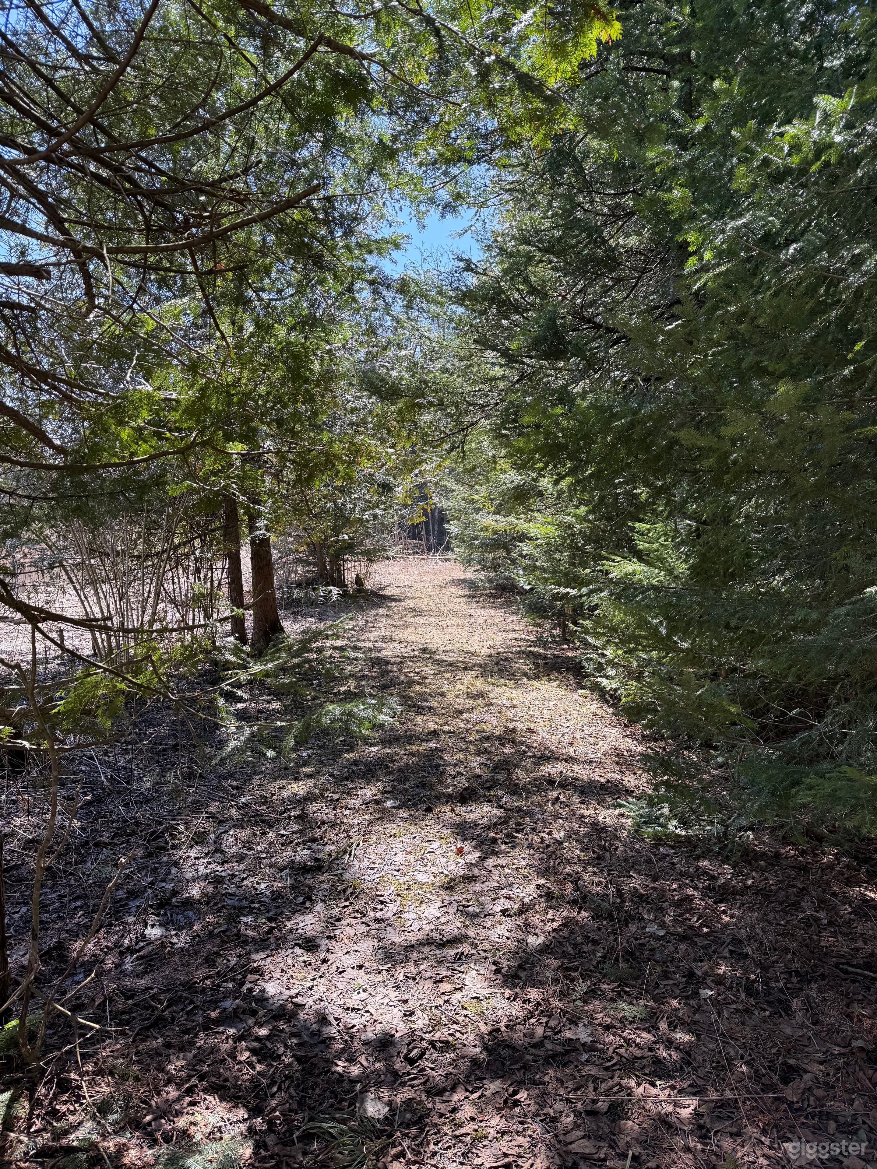 50 acres of woods and open space Photo 4