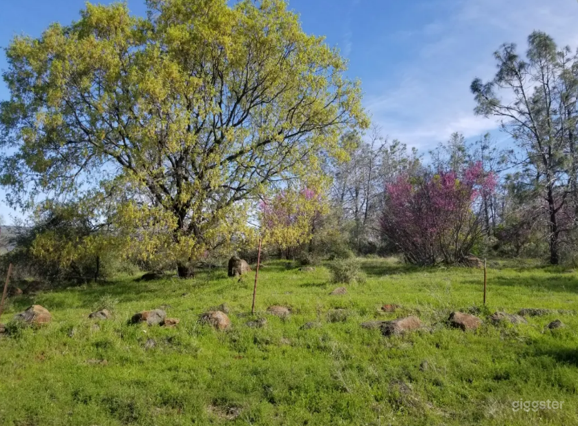 Blue Belly Cabin in Manton Photo 2