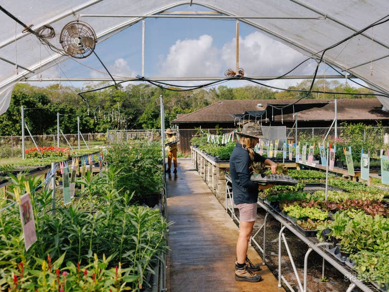  Our greenhouse is 30 x 90 feet and absolutely full of beautiful diverse potted plants year round.  