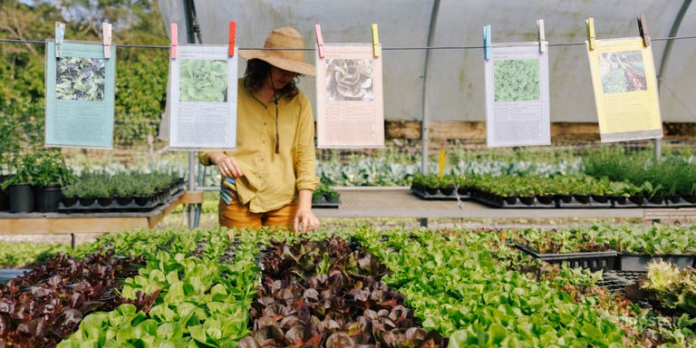  Our greenhouse is open for customers to shop so its got lots of fun colorful signage and fun colorful plants too.  