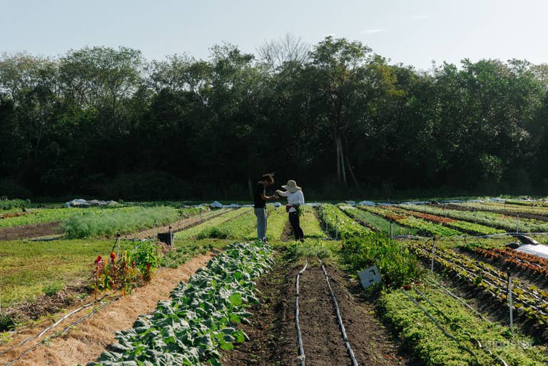  Our greenhouse is surrounded on 3 sides by a small organic vegetable farm that grows veggies and herbs from fall through spring.  
