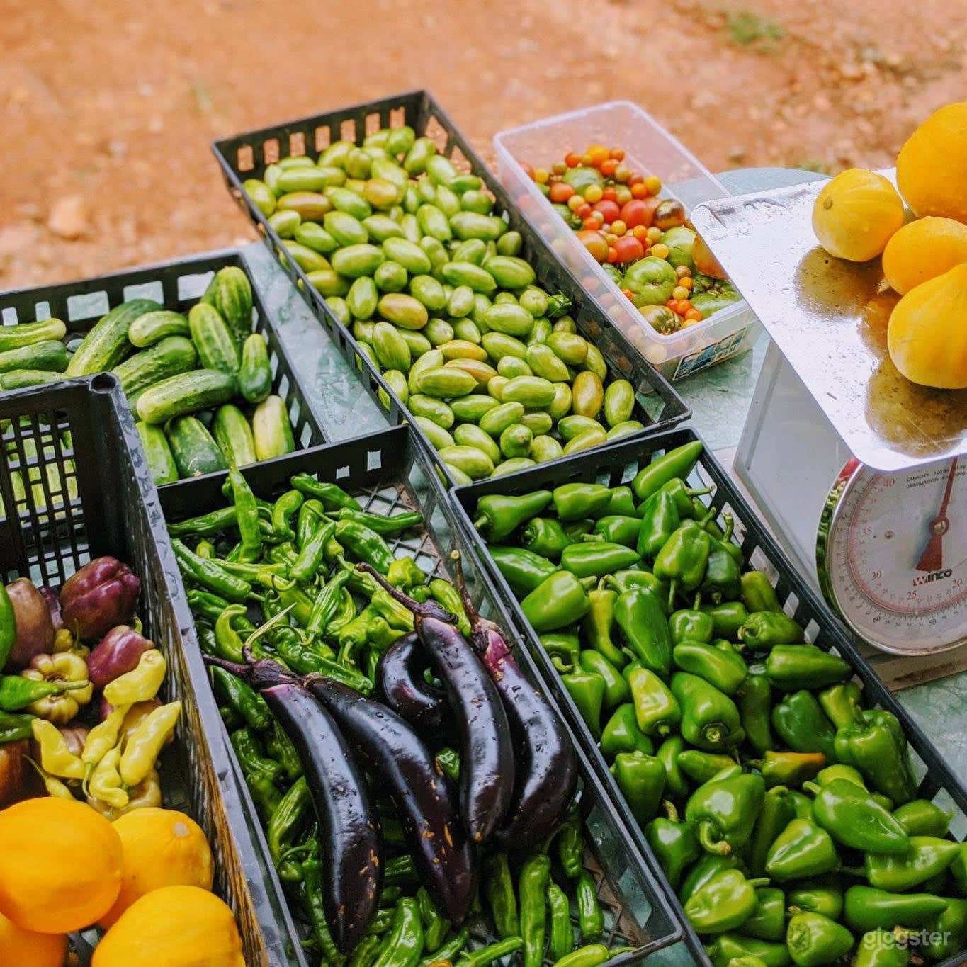 1900 Colonial Style Farm to Table Restaurant  Photo 4