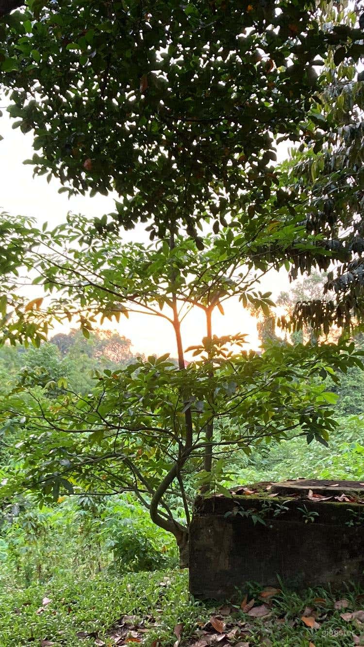  Dempsey, hidden in a gully, surrounded by greenery 