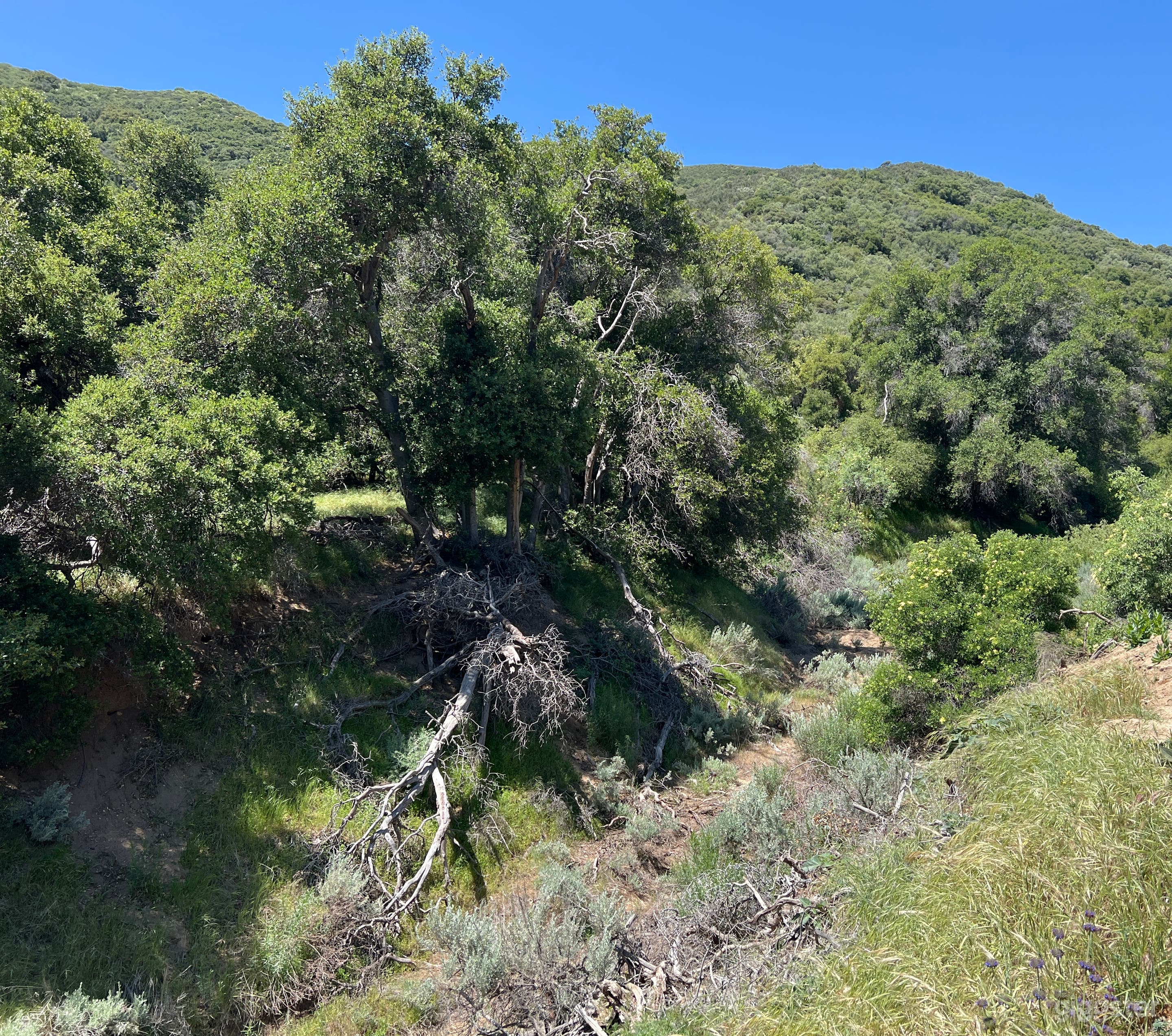 Seasonal Creekbed & Steep Riverbed Photo 4