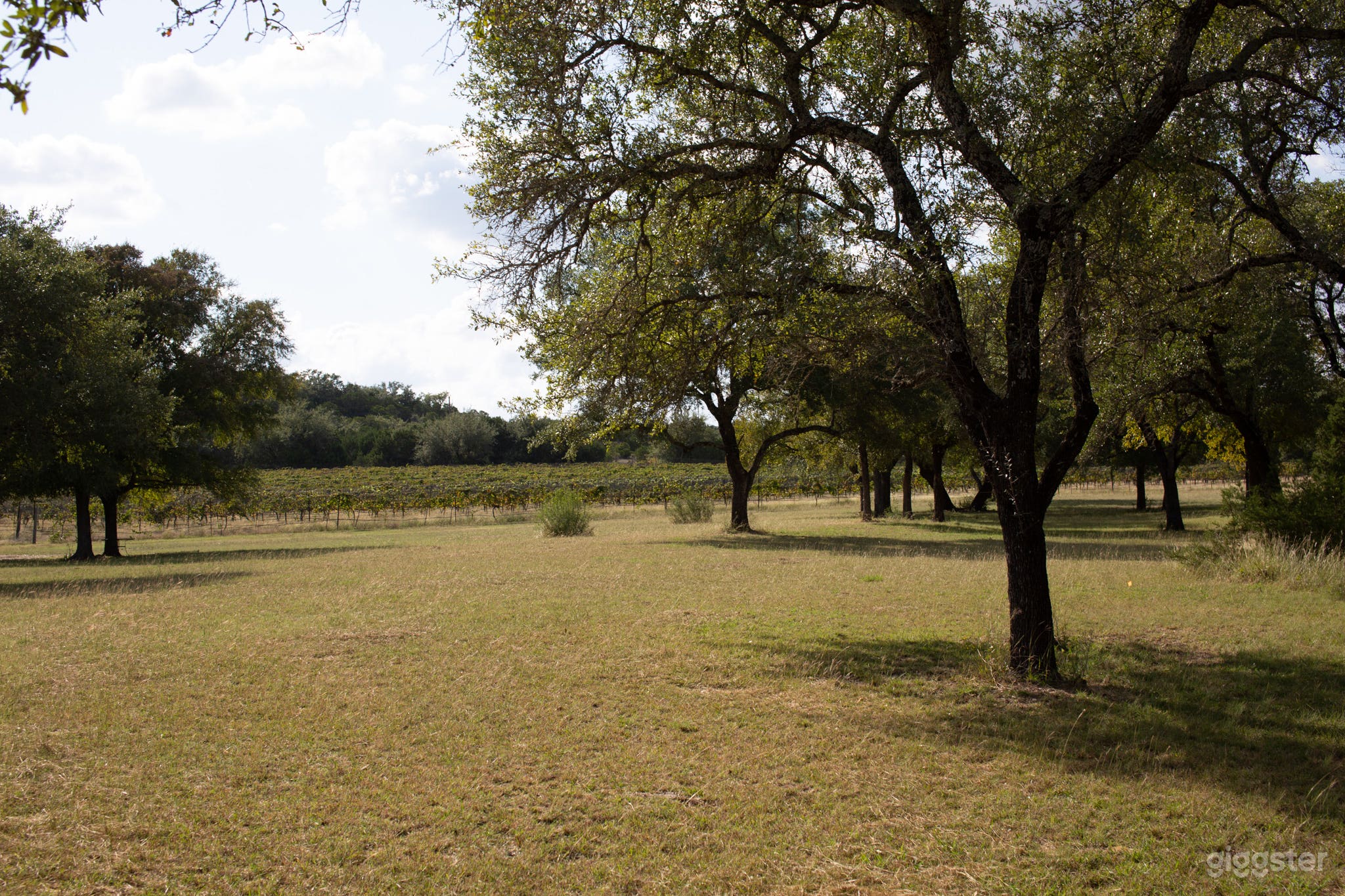 An Exquisite Pool, Vineyards &amp; Farms In Dripping Springs Photo 1