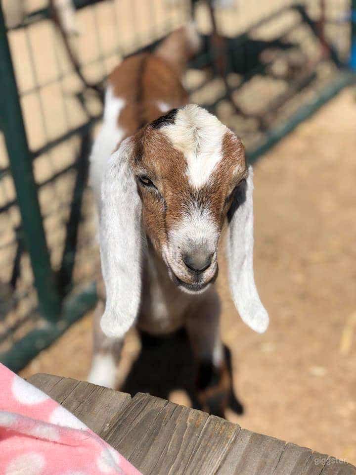 Rustic Farm / Animal Menagerie / Petting Zoo Photo 2