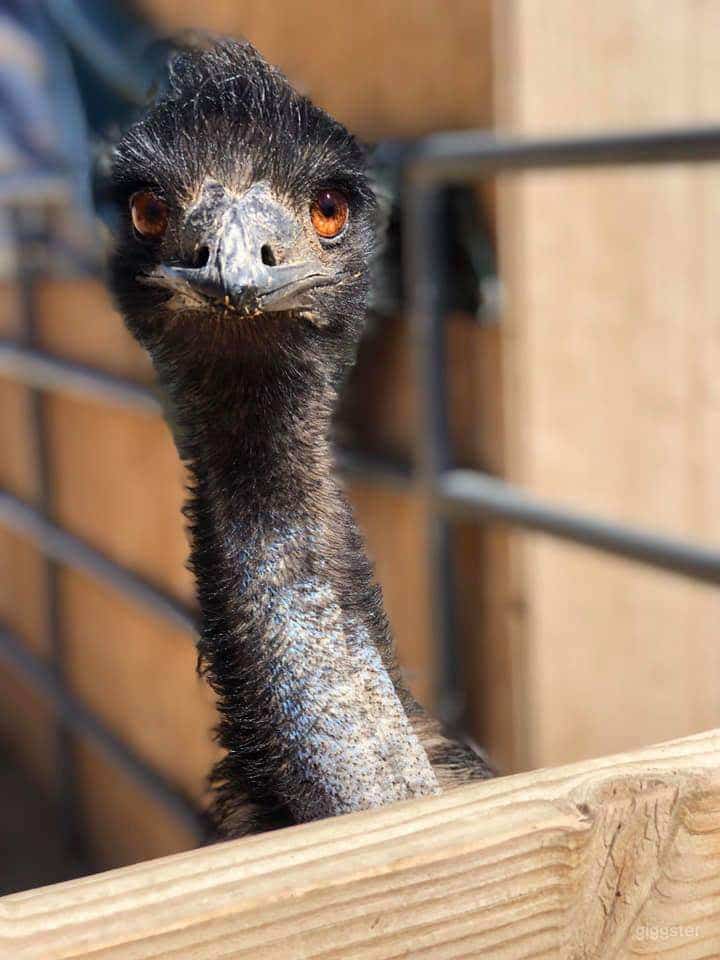 Rustic Farm / Animal Menagerie / Petting Zoo Photo 4