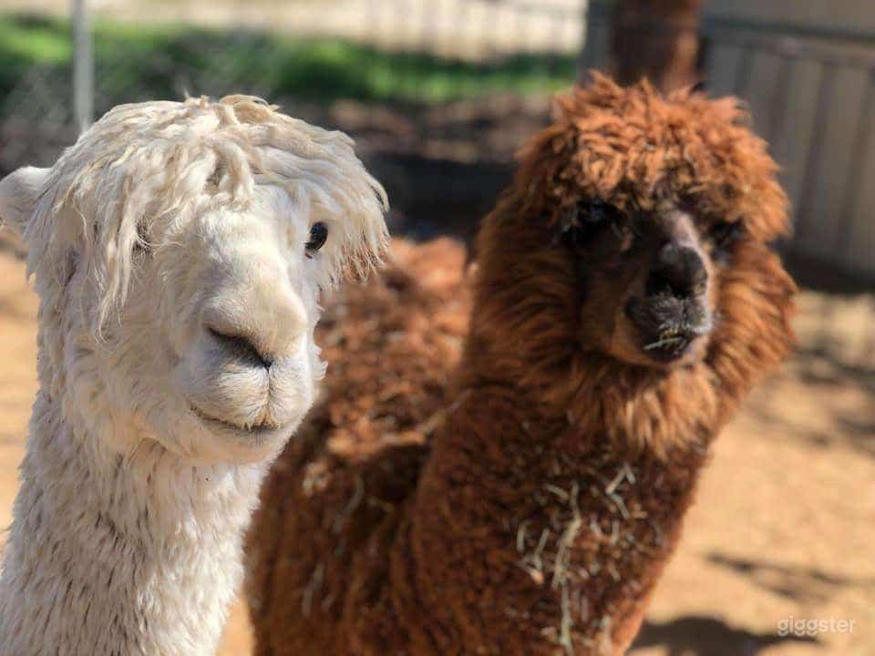 Rustic Farm / Animal Menagerie / Petting Zoo Photo 3