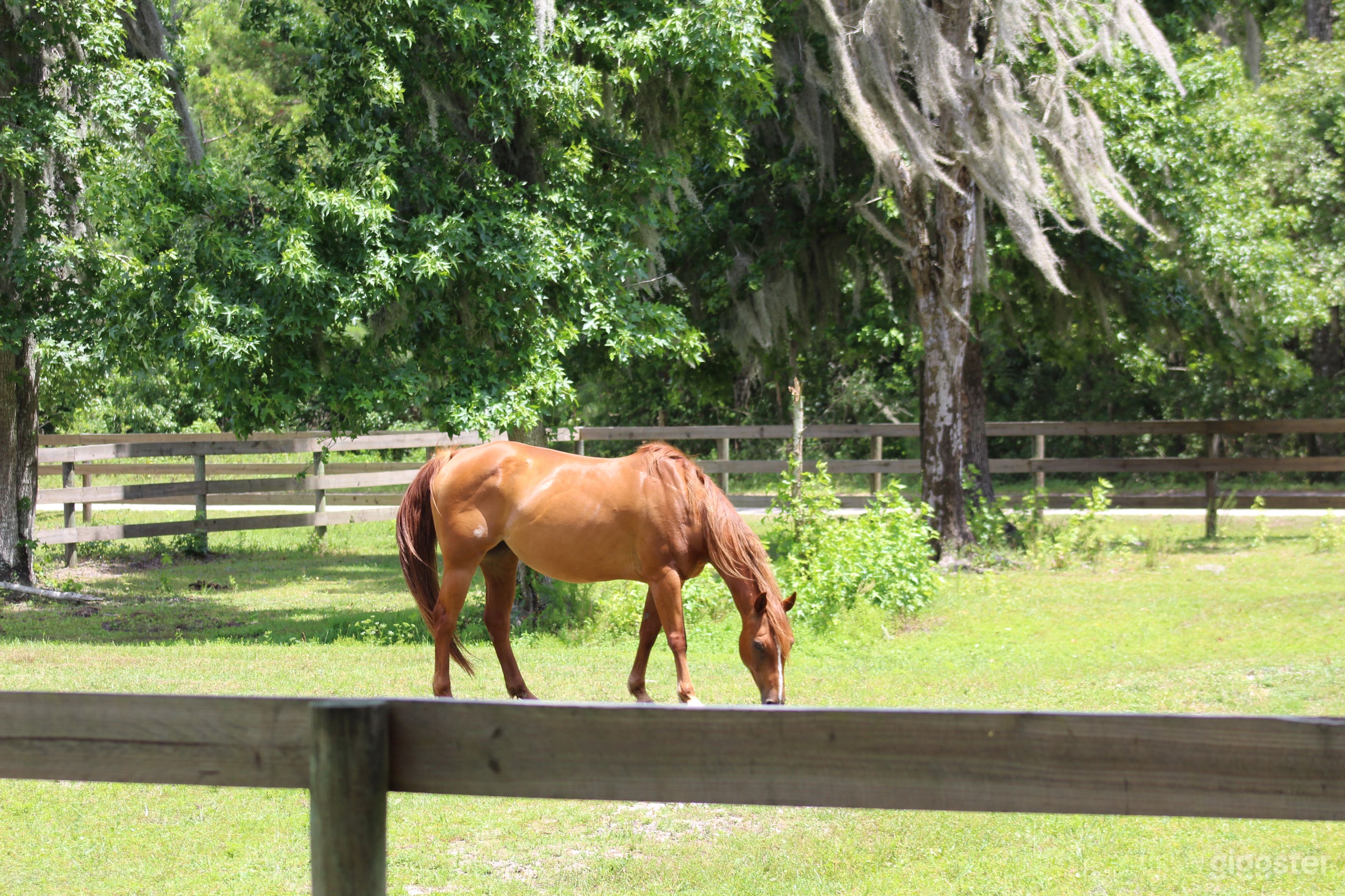 Large horse barn on equestrian farm in NE Florida Photo 1