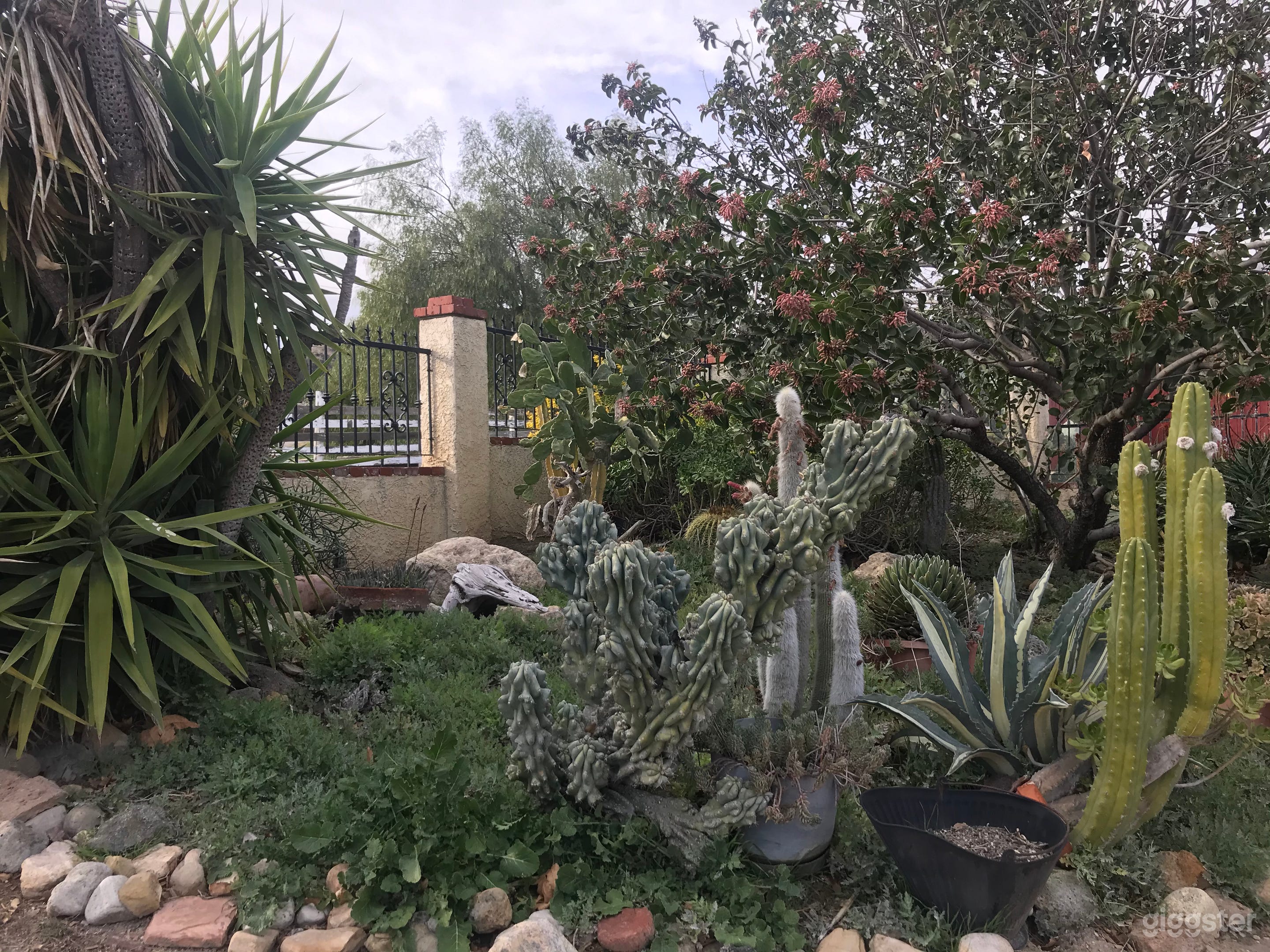Cactus Garden