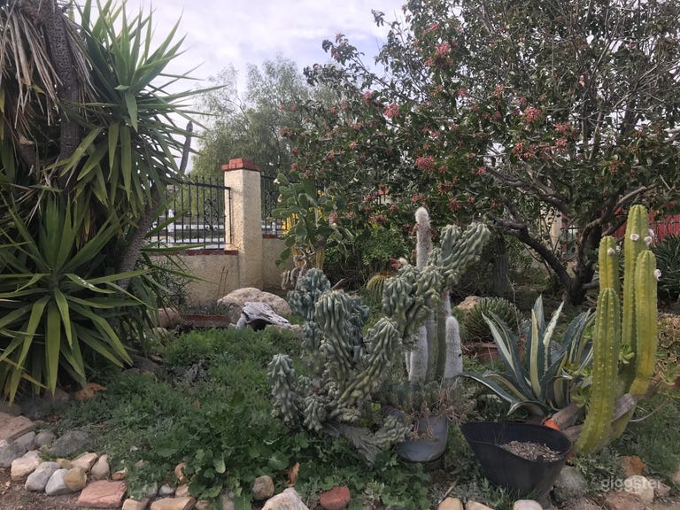  Cactus Garden 