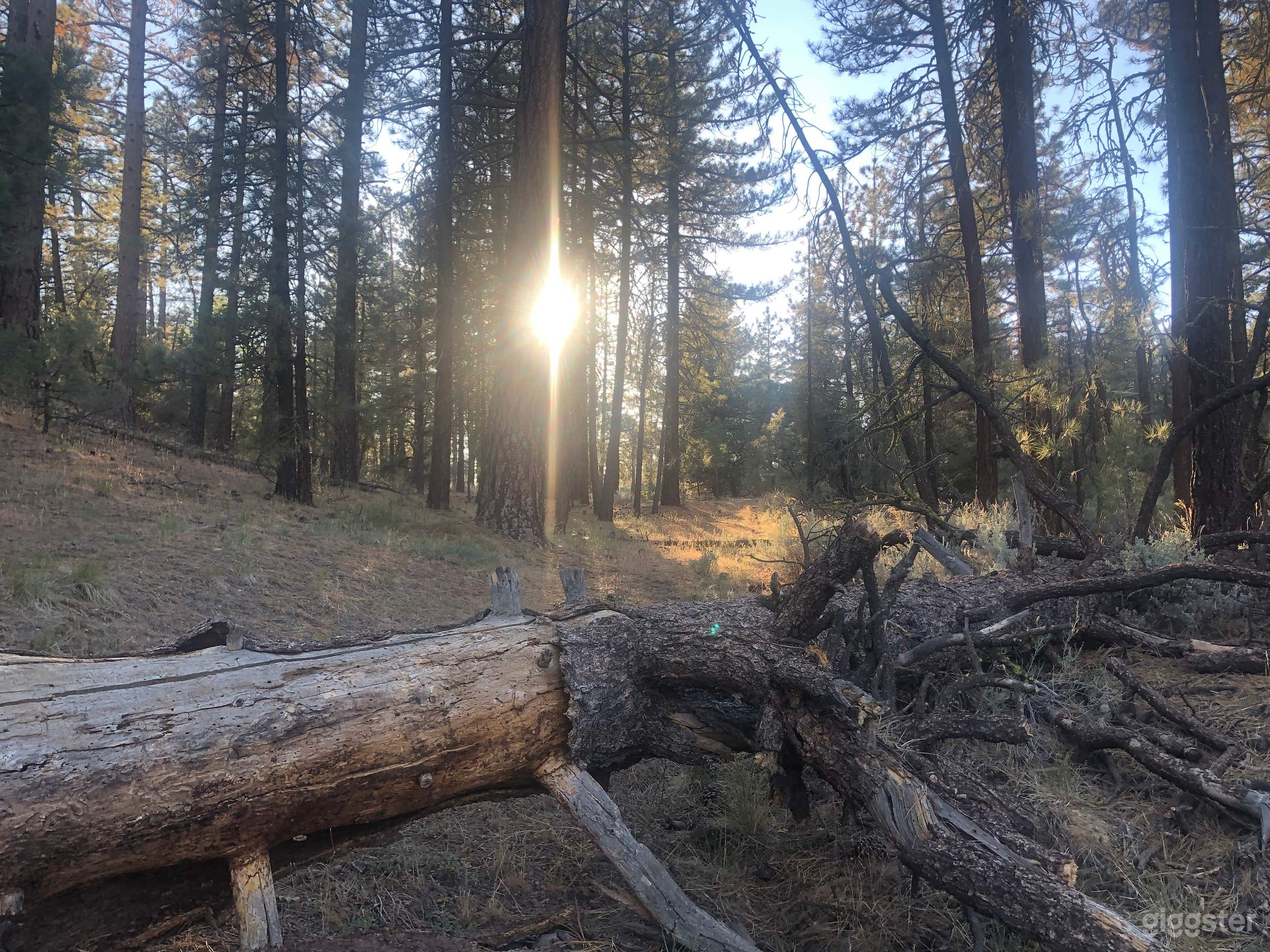 Pristine Mountainous Forest With Infrastructure Photo 1