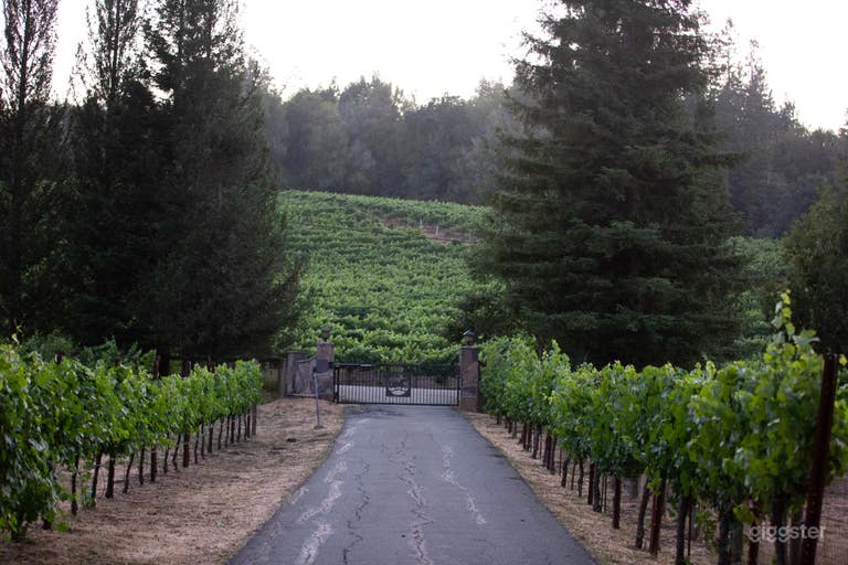  Our Pinot Noir driveway Sonoma/Sebastopol Wine country ranch  