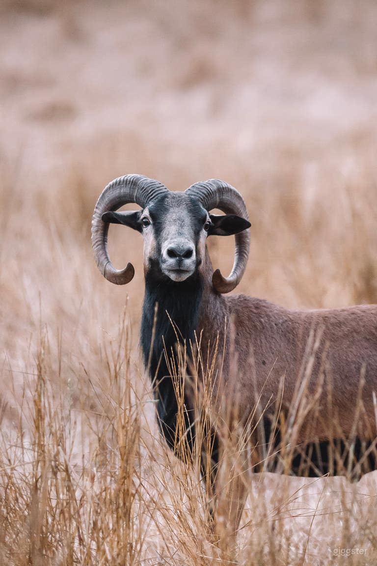  Our Barbados Blackbelly Sheep grazing in the front field 