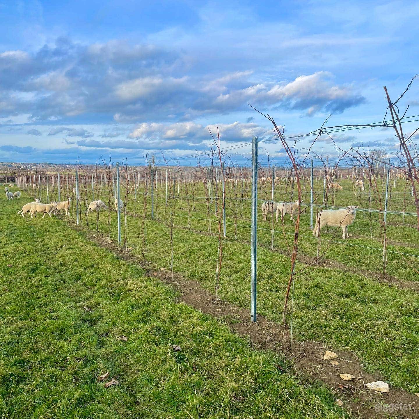 Stunning Vineyard Locations Photo 2