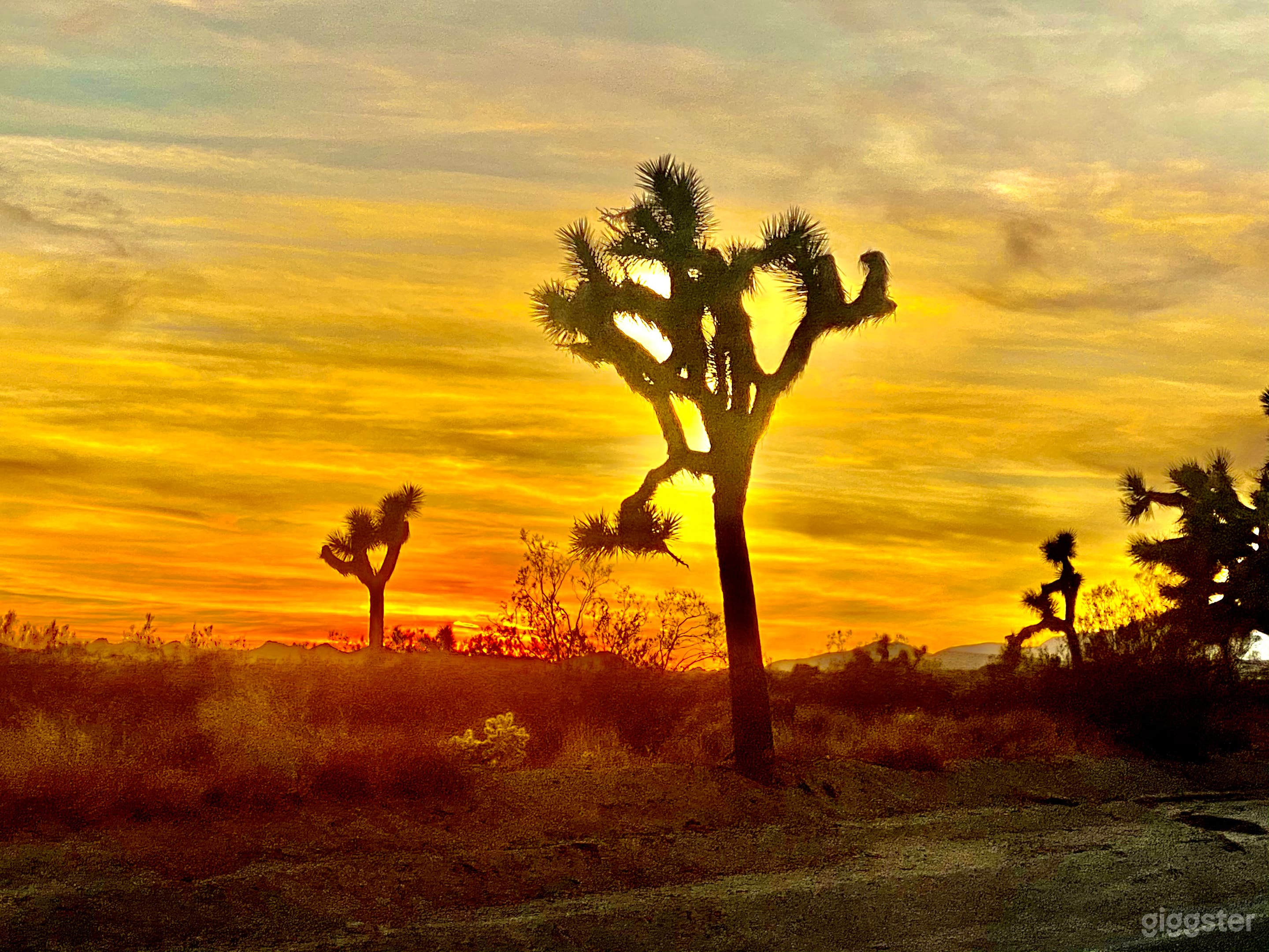 SPACE AGE JOSHUA TREE Photo 3