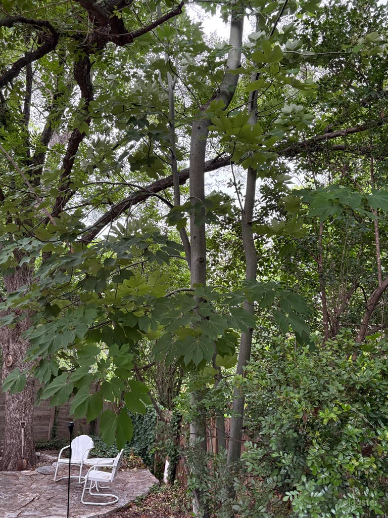  Unique Austin Home, lush oasis back yard 🏠✨ 