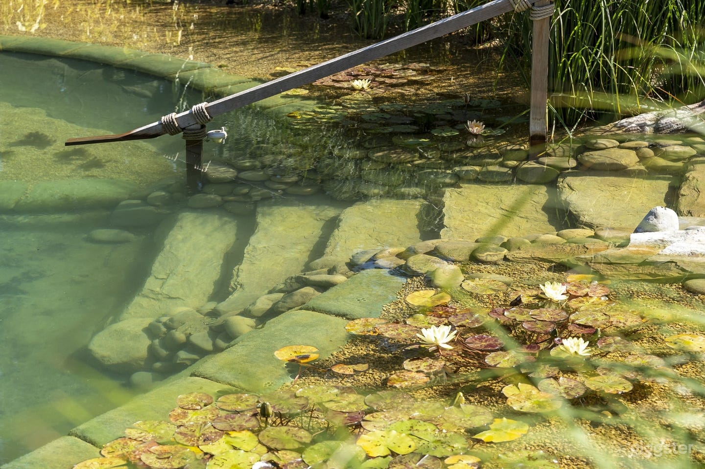 Natural Swimming Pond (30m x 14m) with Sauna & Garden Photo 4