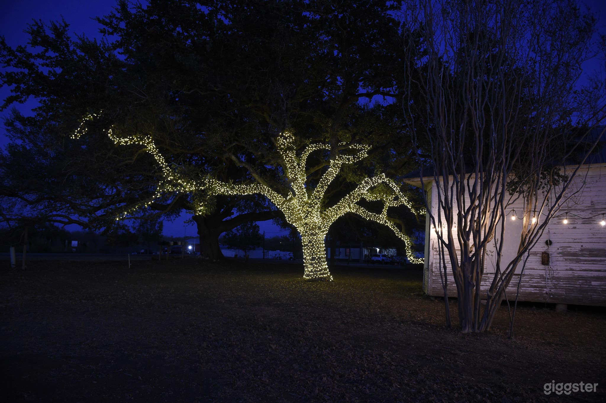 Large Oak Tree with 6500 lights on it. 