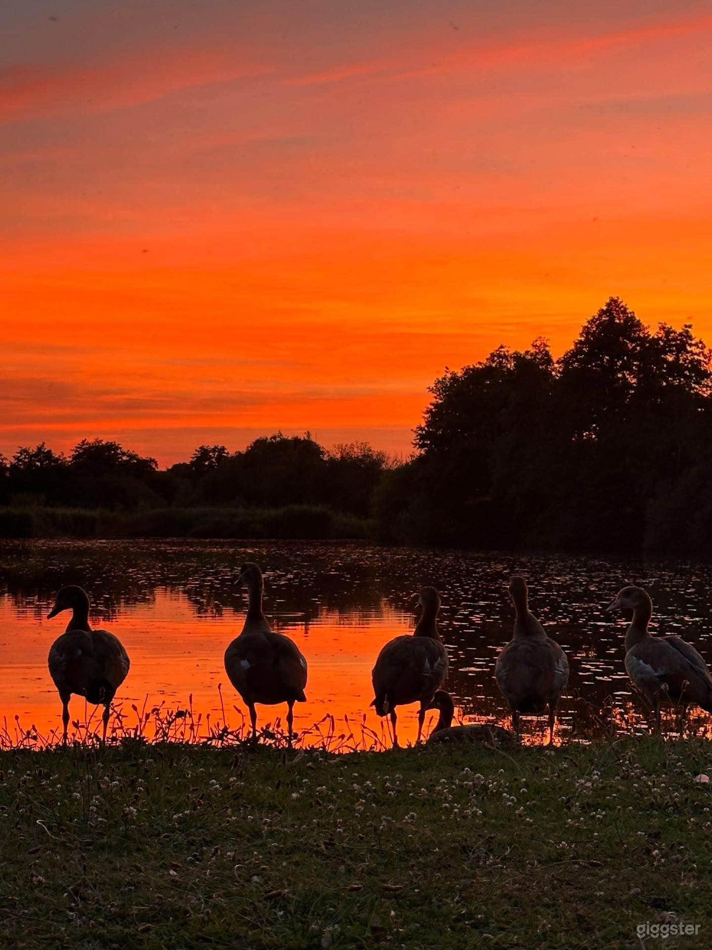 300 acres of flower growing for nature. Photo 2