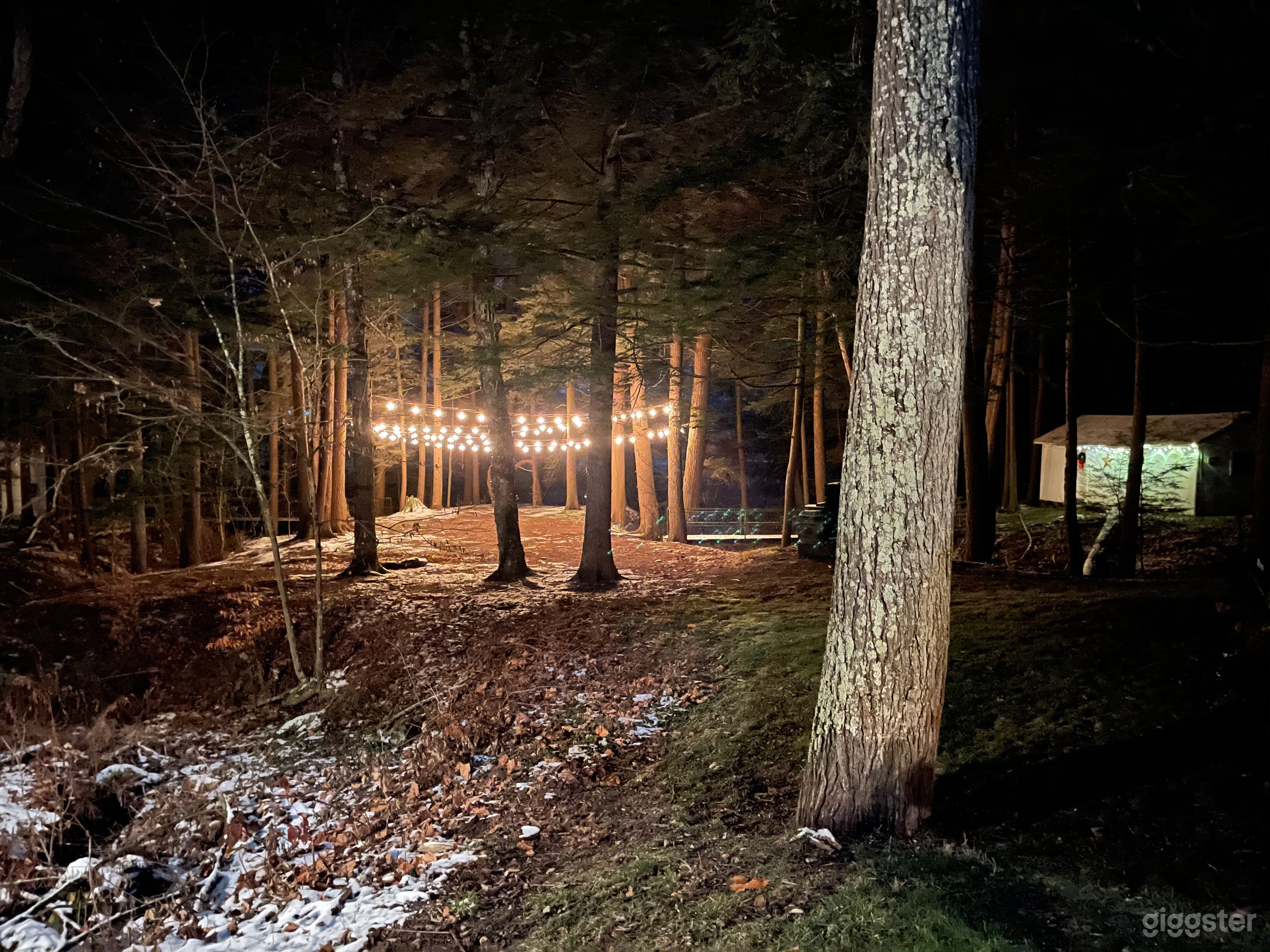 The Pine Grove, with Beechwood in the back-round.
