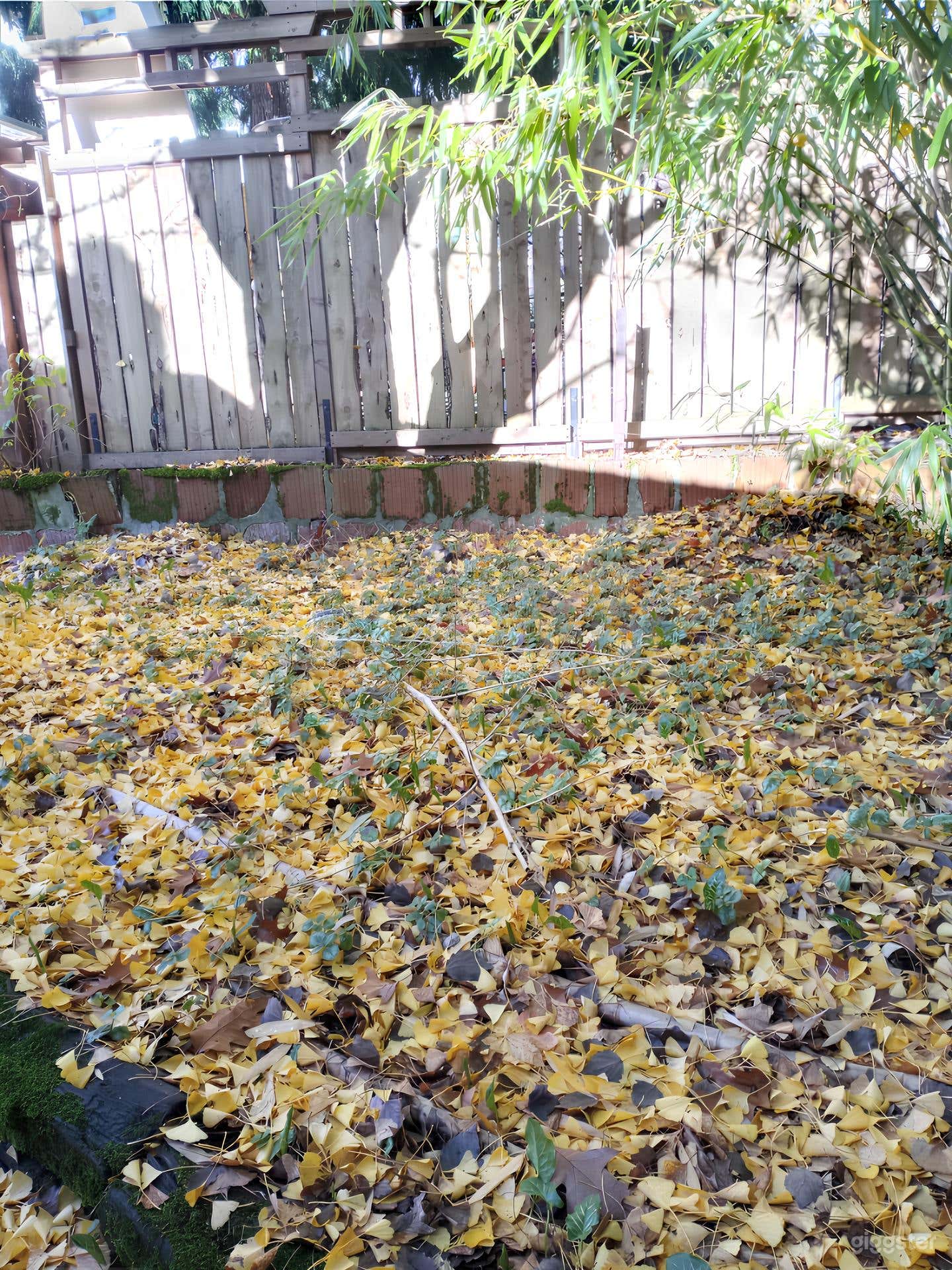 Charming Backyard with Lush Bamboo Photo 2