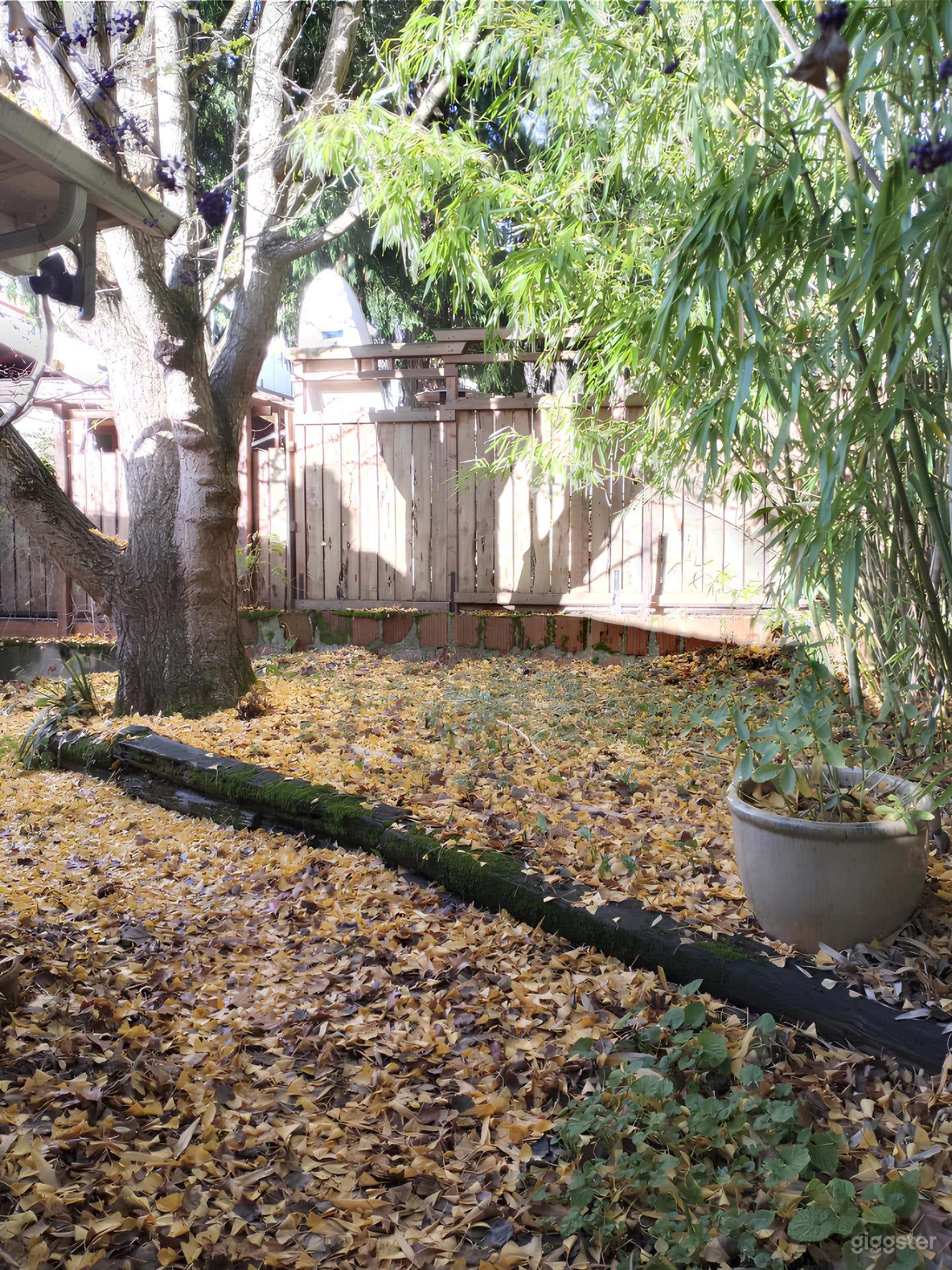 Charming Backyard with Lush Bamboo Photo 1