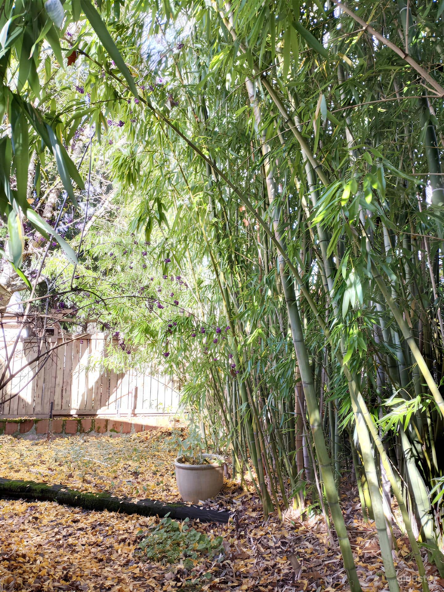 Charming Backyard with Lush Bamboo Photo 4