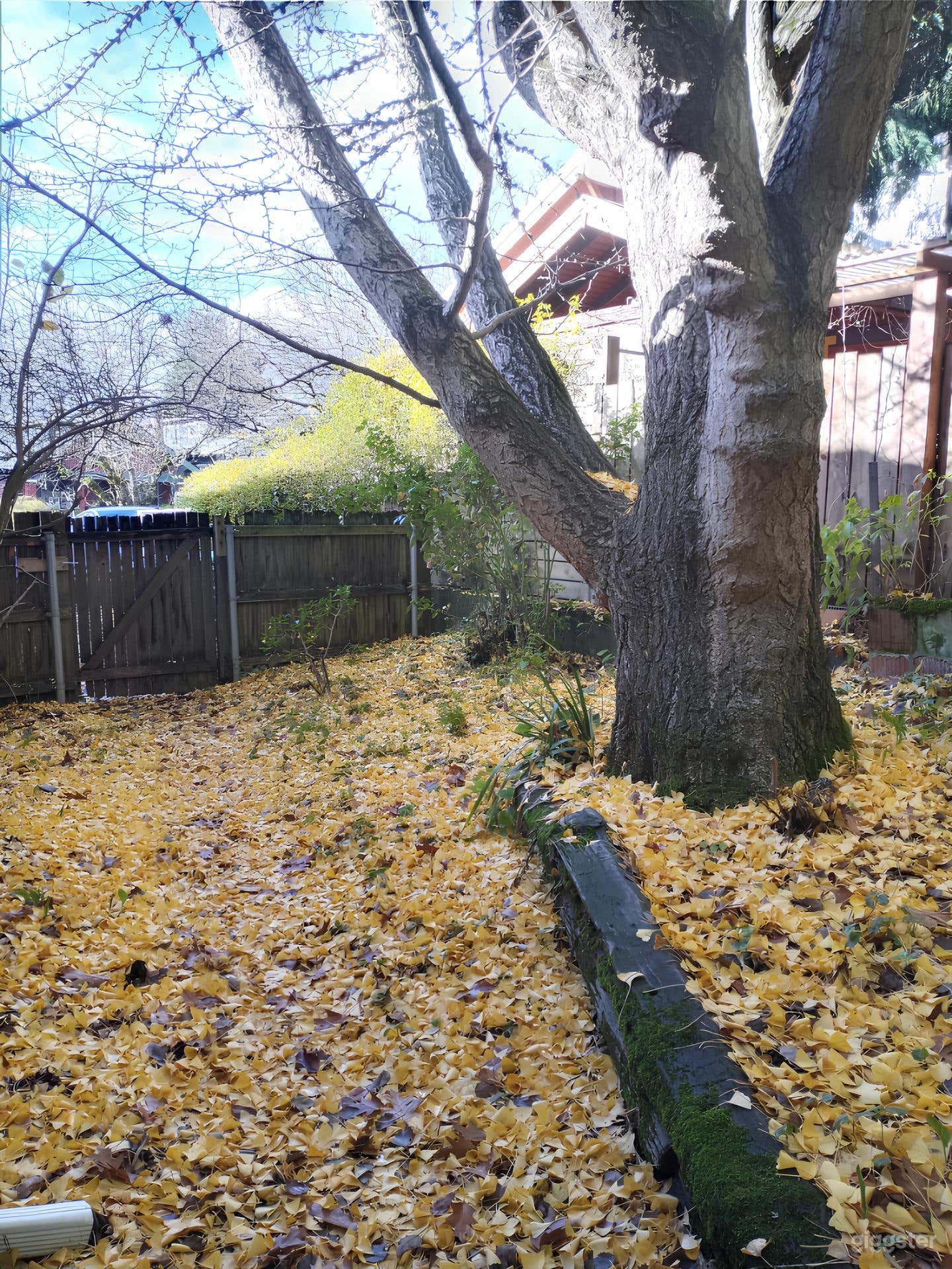 Charming Backyard with Lush Bamboo Photo 3