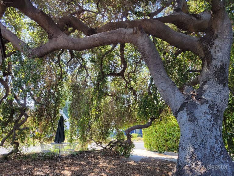  Natural privacy wall 