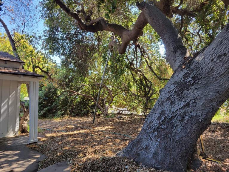 Classic '50's Ranch House Under a Monolithic Oak 