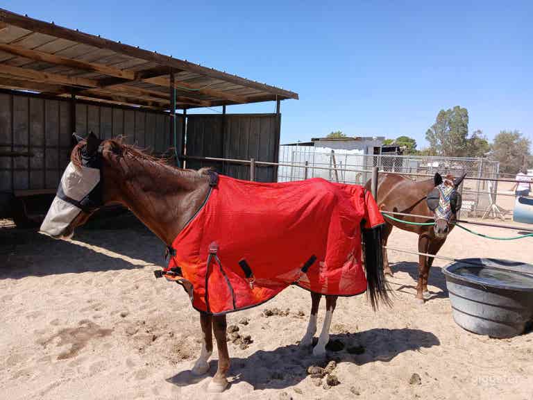  Desert horse stalls, riding paddock 