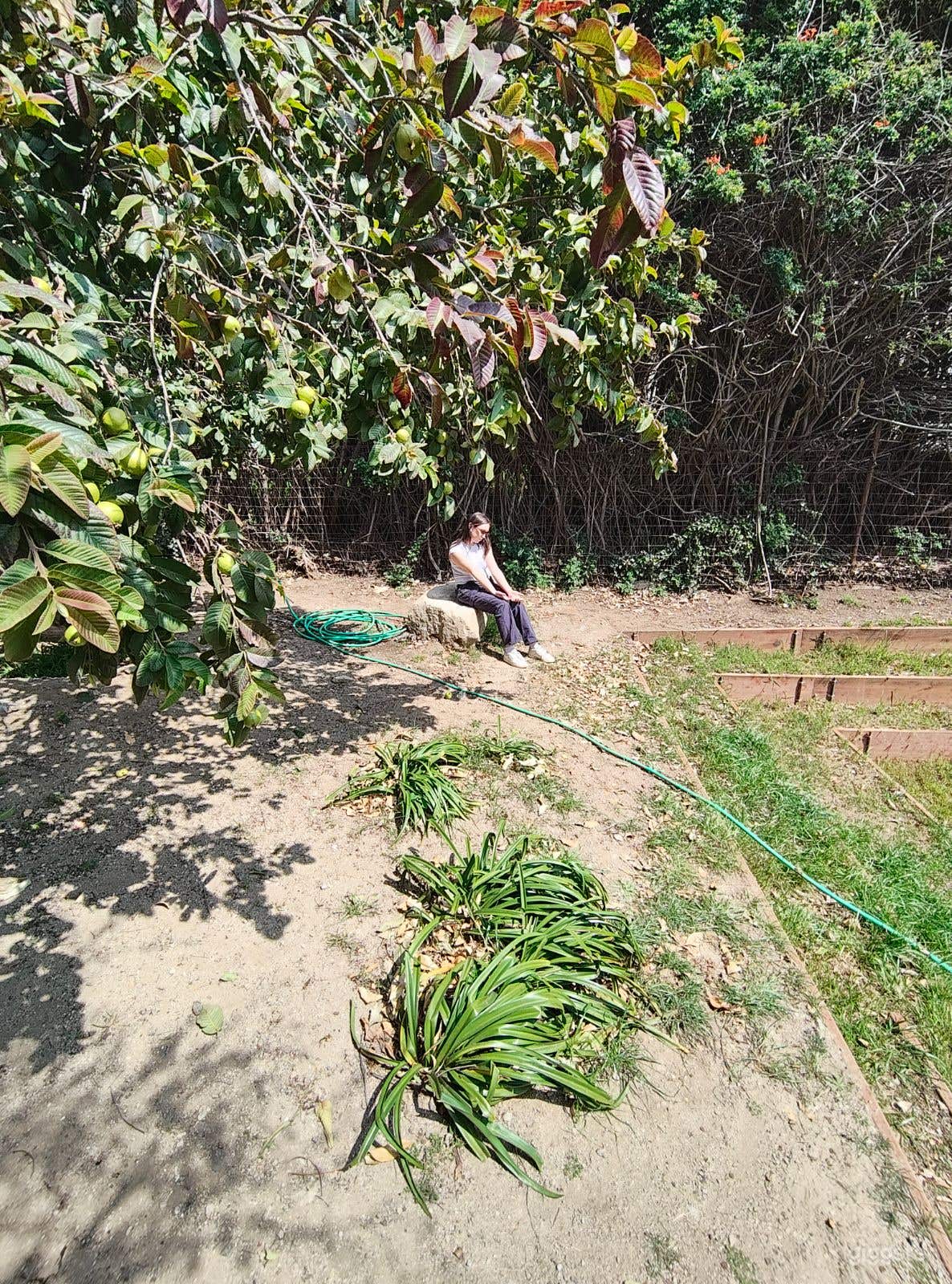 Back yard overlooking croquet court