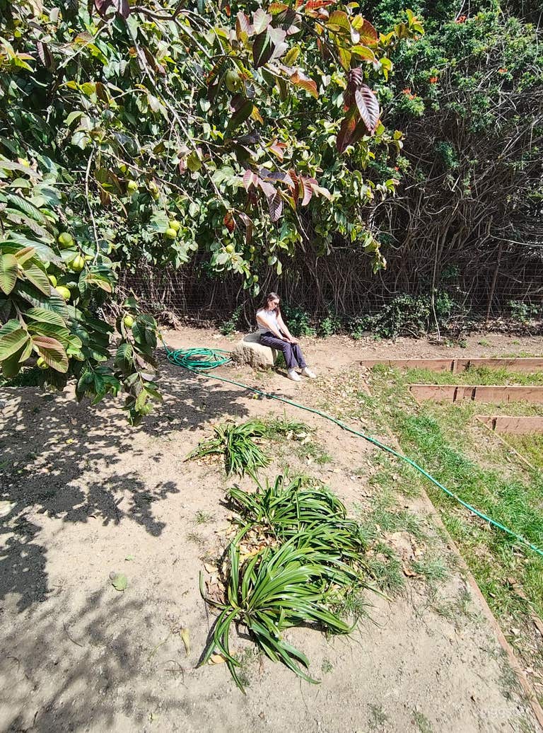  Back yard overlooking croquet court 
