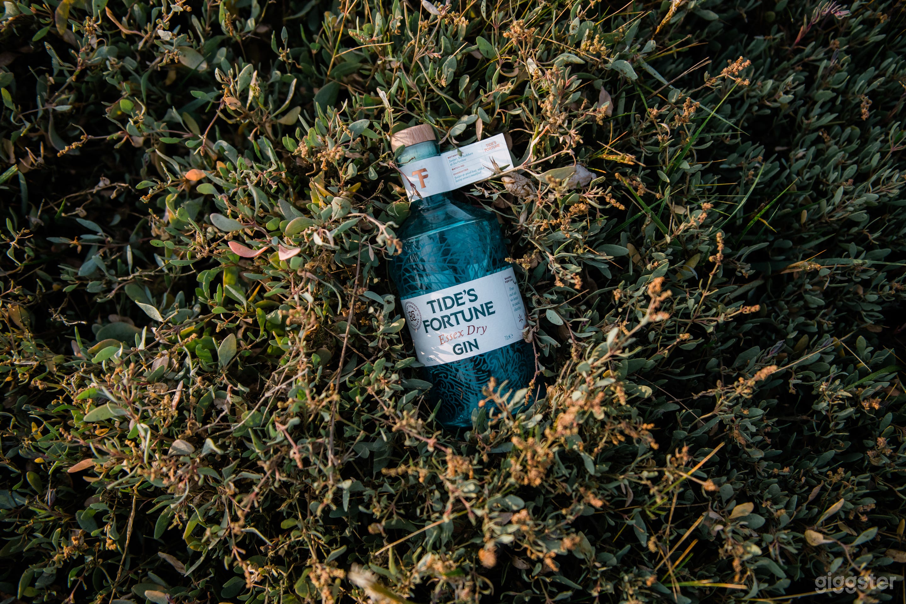 Tide's Fortune on a bed of Sea Purslane