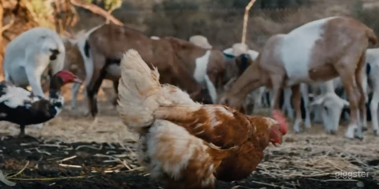  Ferme Isolée pour Moutons et Poulets avec Maison 