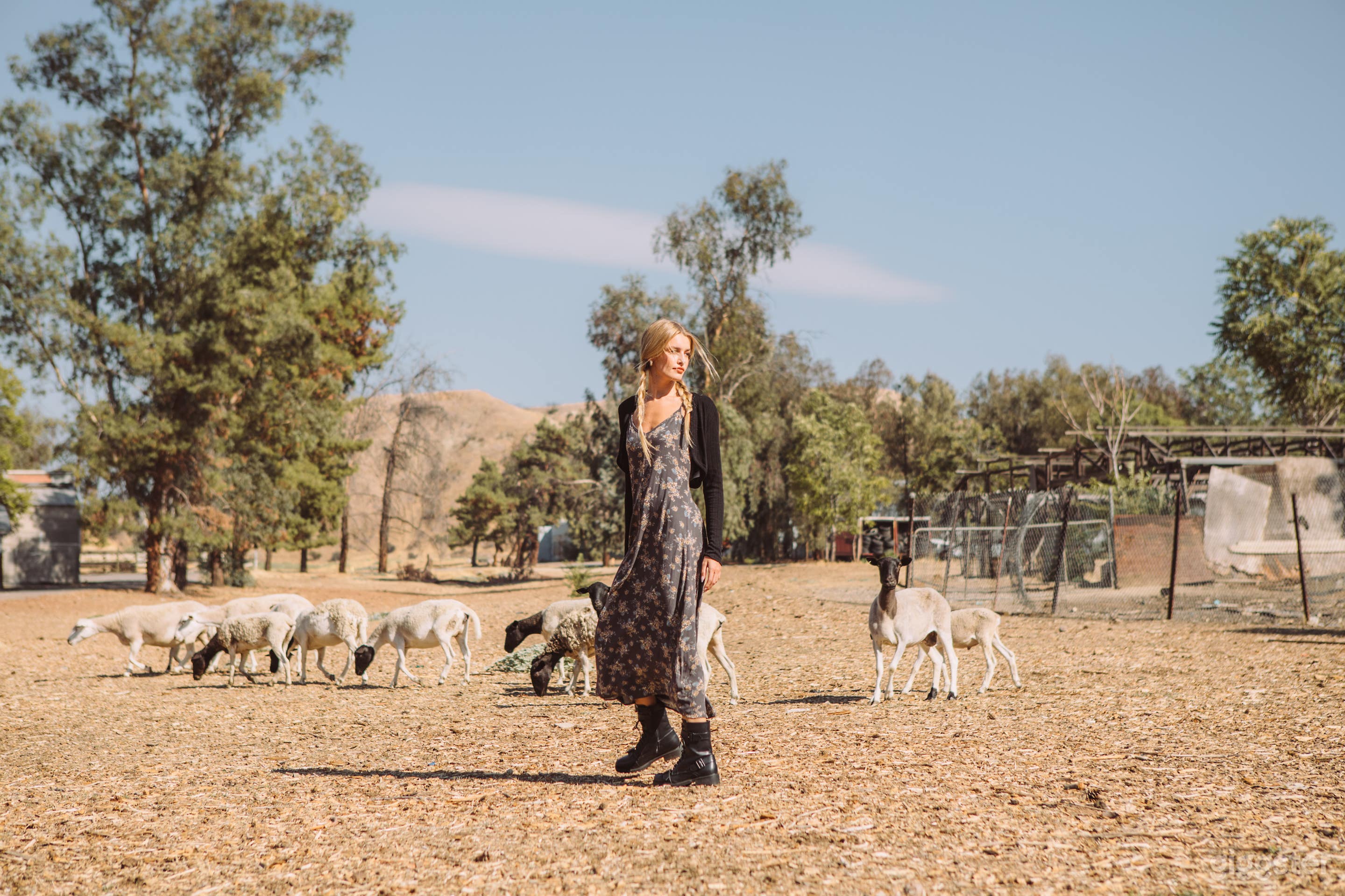 Isolated Sheep &amp; Chicken Ranch with House Photo 1