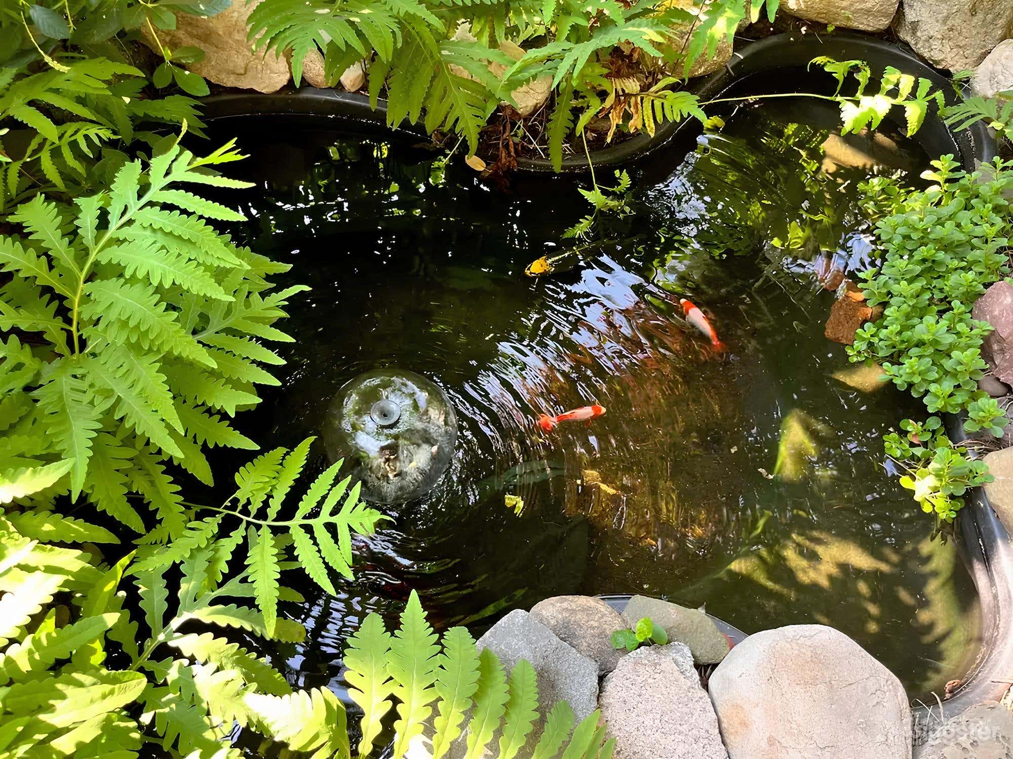 Lush Garden Backyard Photo 4