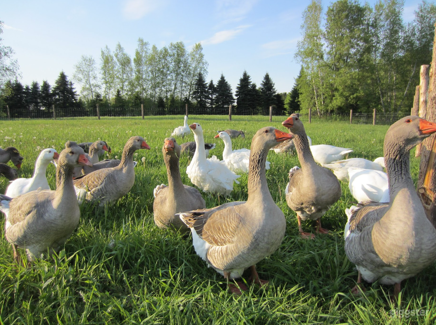 Les oies qui profitent du pâturage.