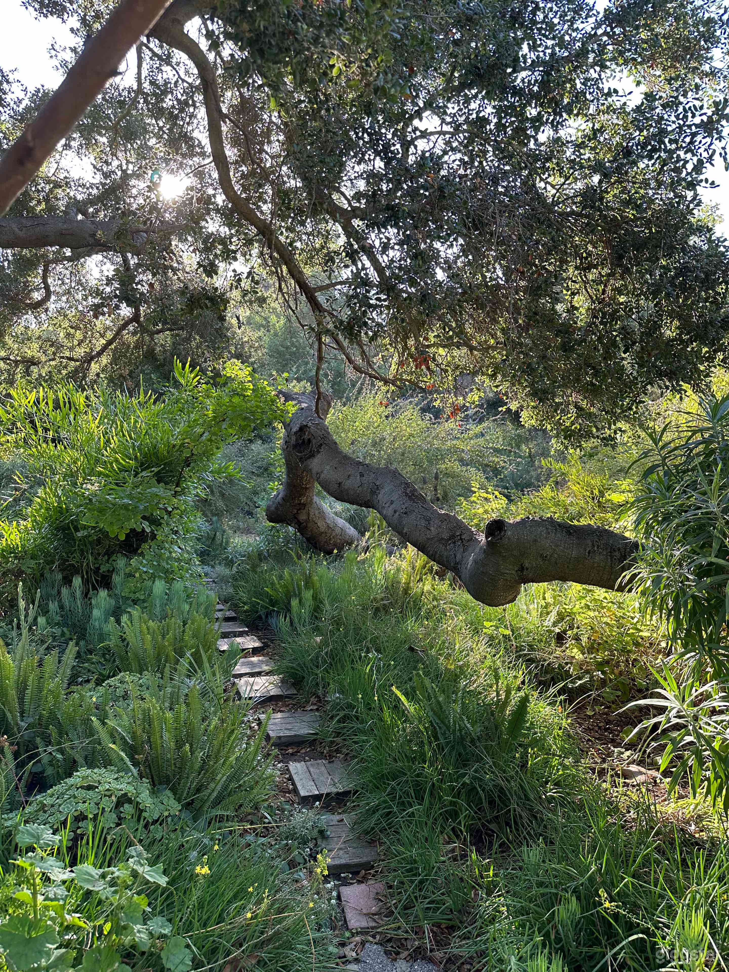 hidden walkways drenched in lush overgrown landscape