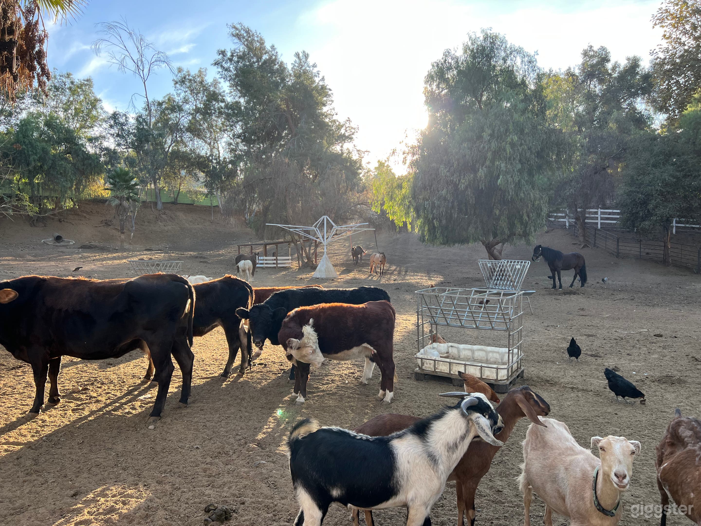 Private Scenic Ranch + Lake + Open Land+ Animals Photo 4