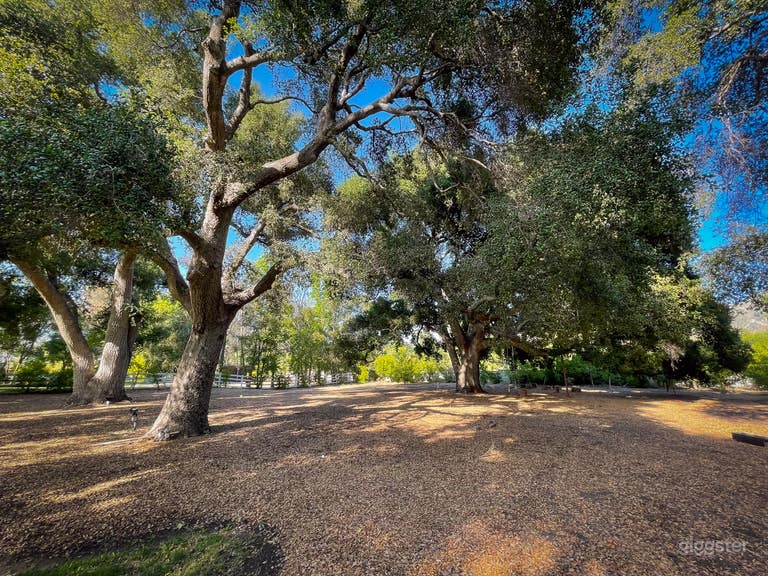  Backyard with Pool and Oak Trees House Mansion 