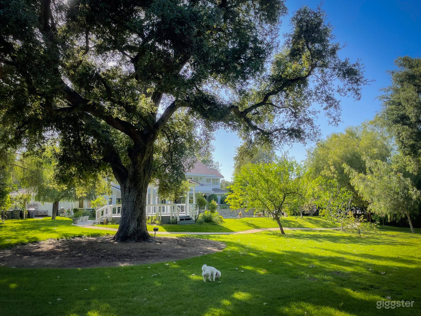 Backyard with Pool and Oak Trees House Mansion Photo 3