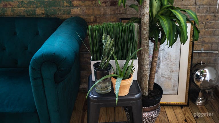  Close up of some of the plants/props. 