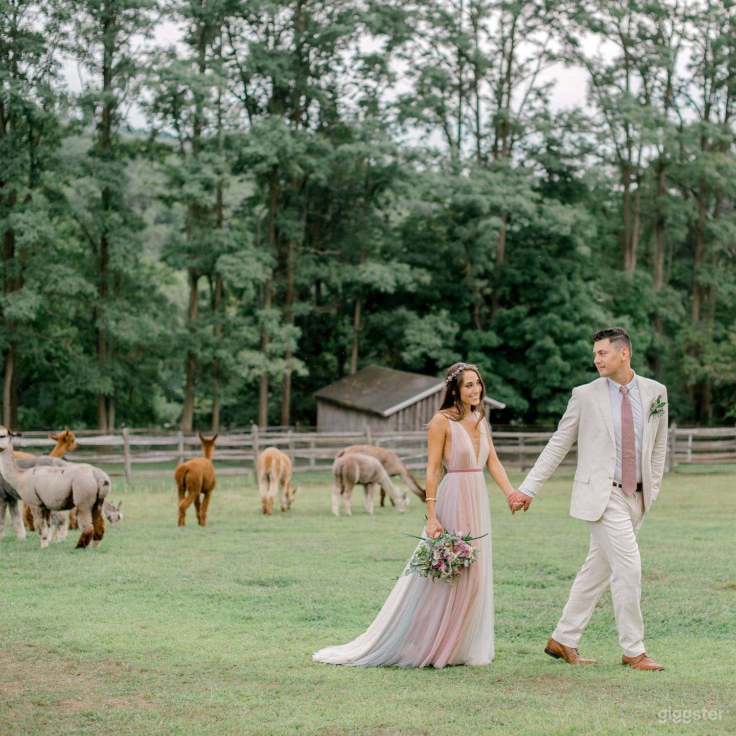 Hudson Valley Alpaca &amp; Horse Farm Photo 2