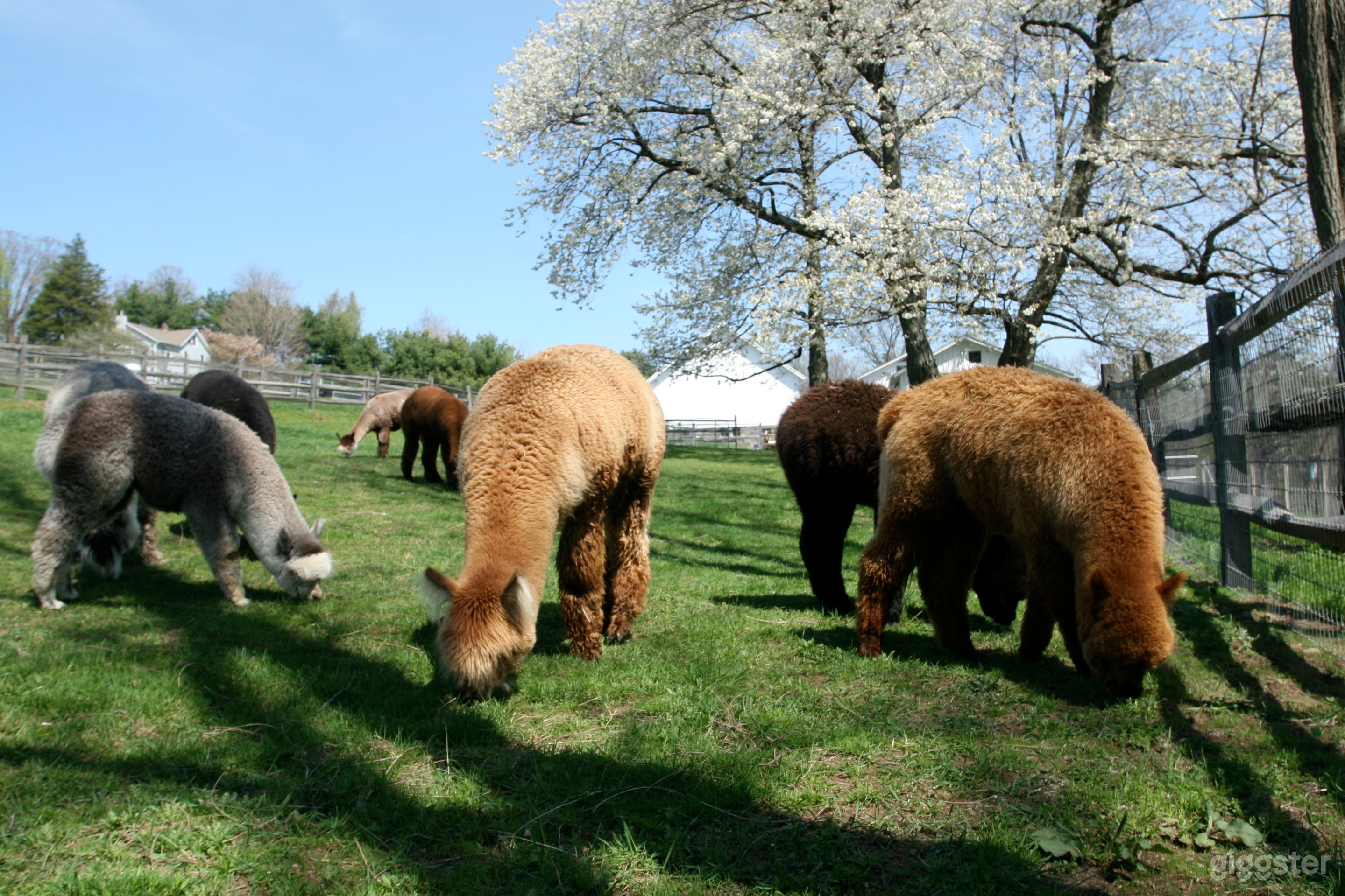 Hudson Valley Alpaca &amp; Horse Farm Photo 1