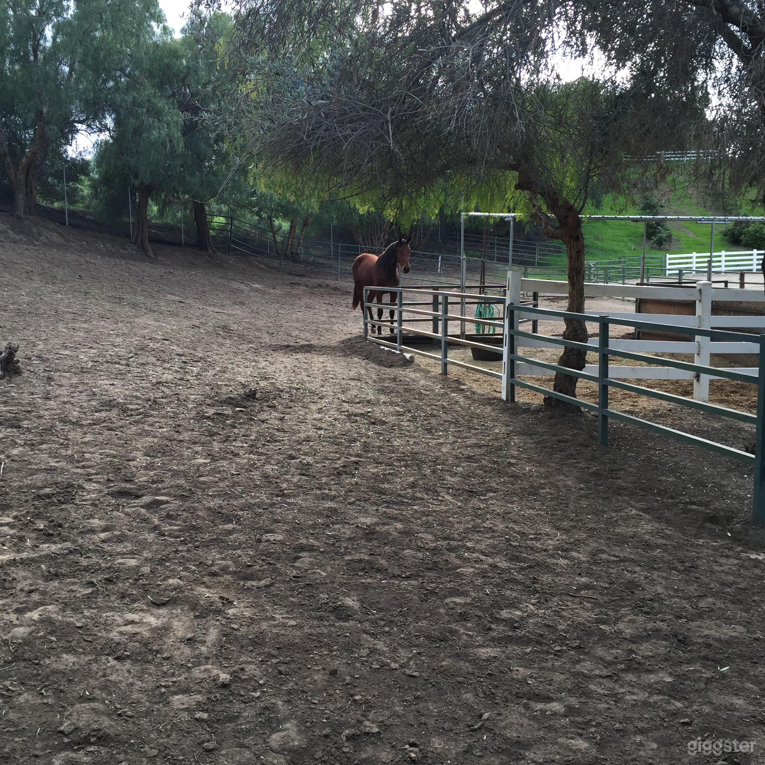 Flat 2 – Acre Horse Ranch: Barn, Corral & Orchard Photo 4