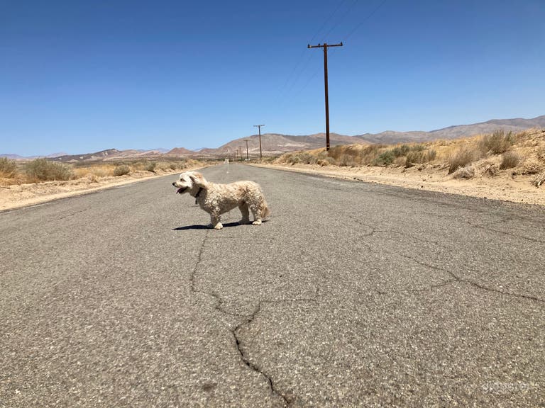  Peanut can hangout on Norton Road all day since there are no cars going by. 