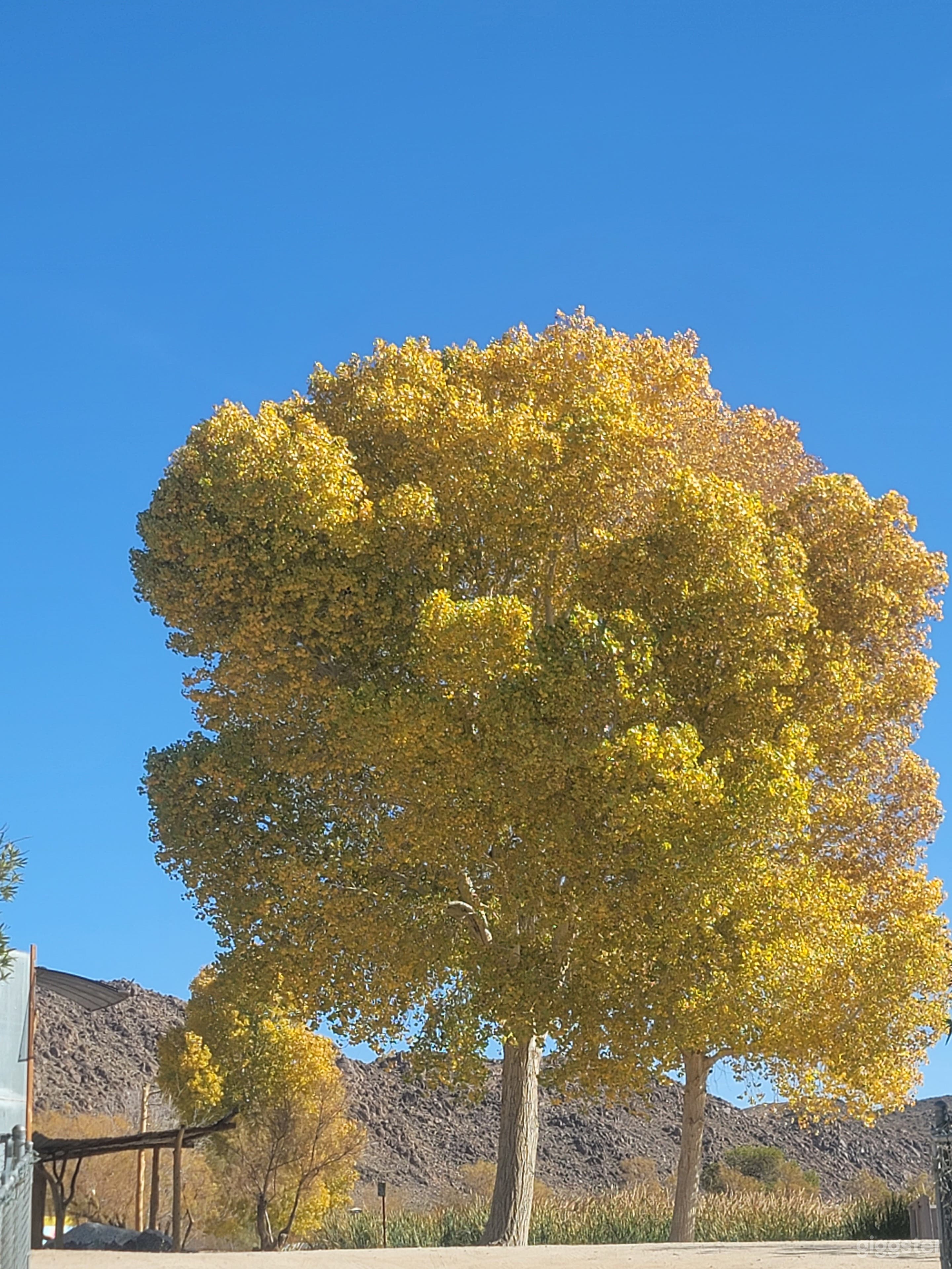 Our large cottonwood tree is stately and gorgeous most of the year